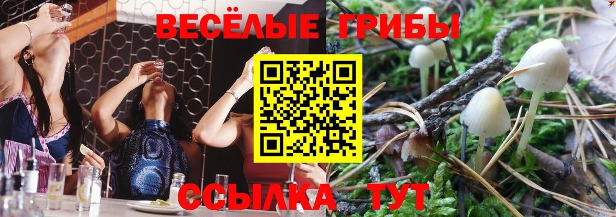 Калуга  Псилоцибиновые грибы мицелий  Вход с VPN  Псилоцибиновые грибы Psilocybe 